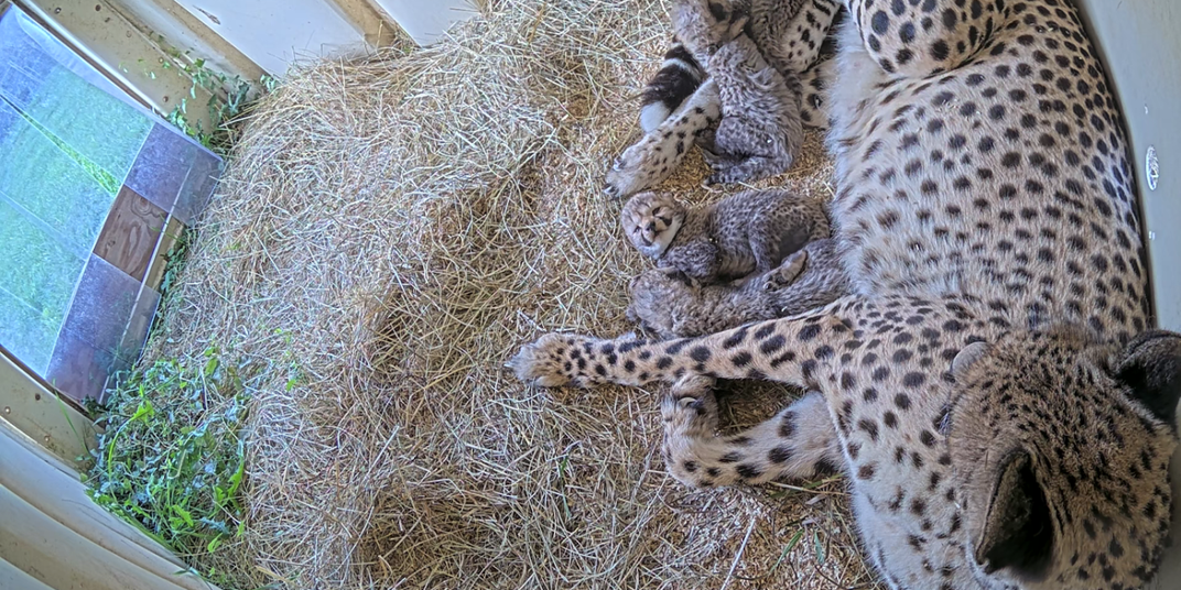 One female cheetah and five tiny cubs rest on a bed of hay inside a den.