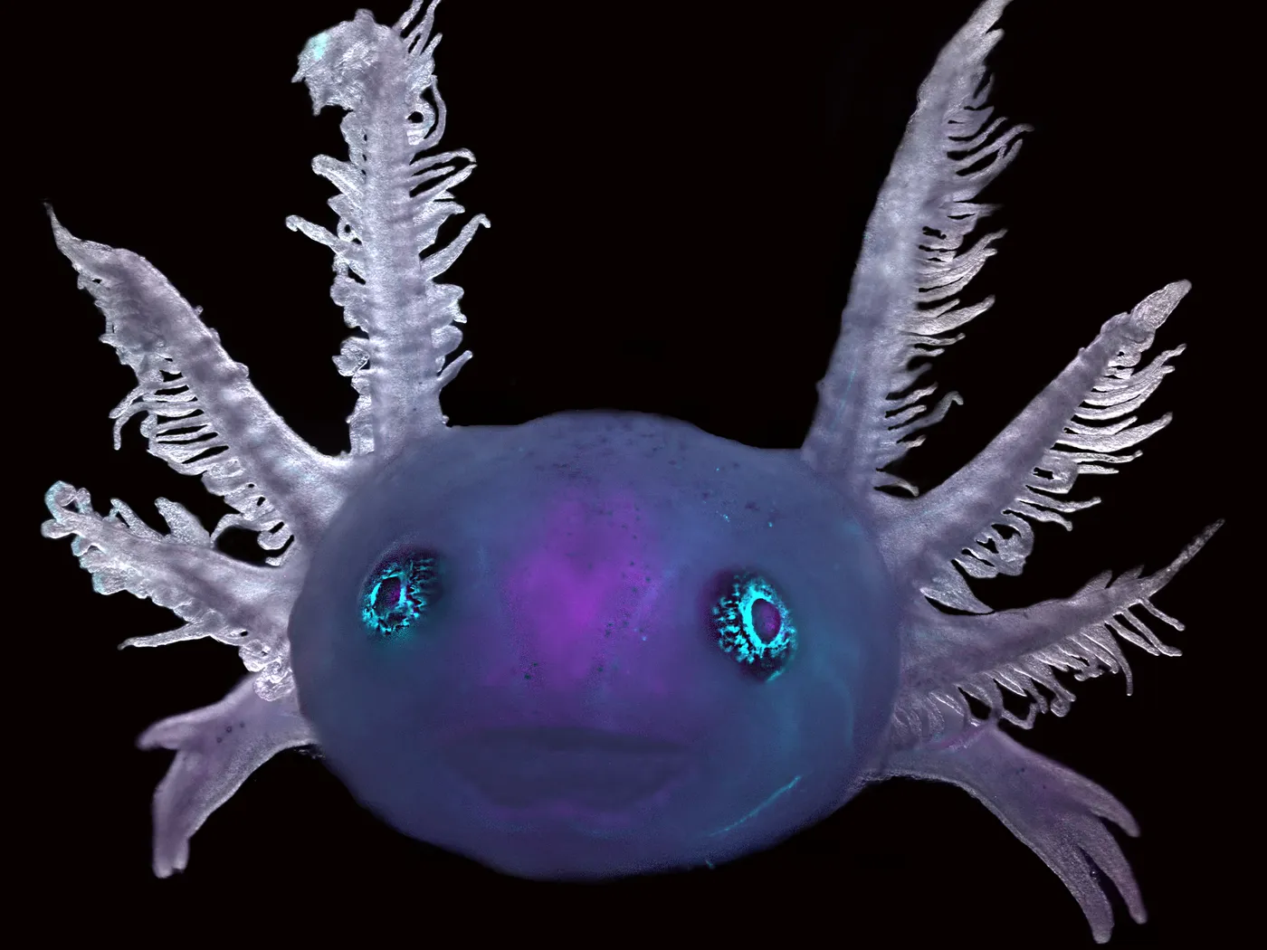 A purple axolotl face