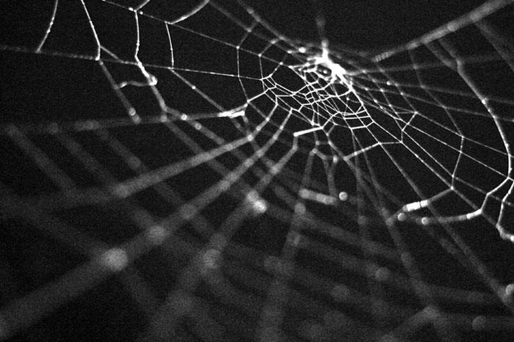 Spider Web