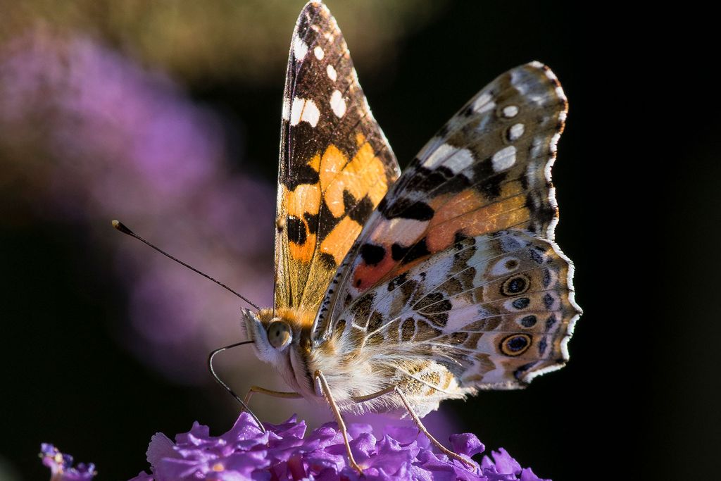 Painted Lady