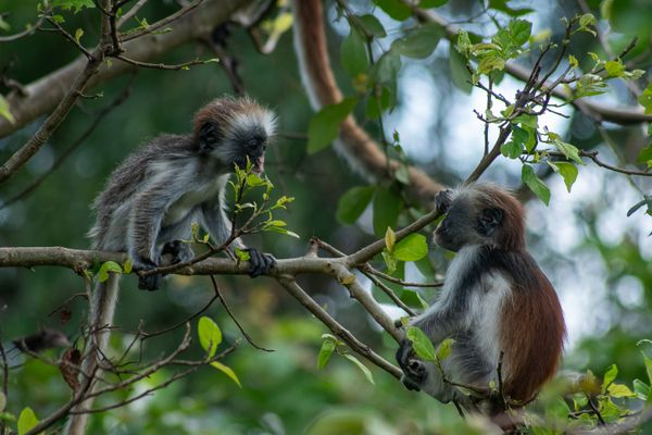 Two Zanzibar red colobus monkeys interacting in their backyard thumbnail