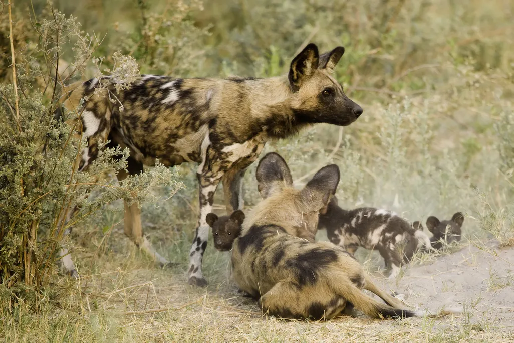 African wild dogs