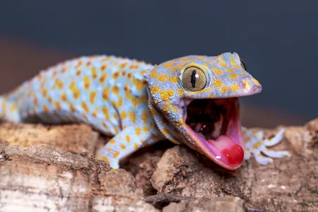 In loud conditions, a tokay gecko adjusts its call, which is typically used to find a mate or defend territory.