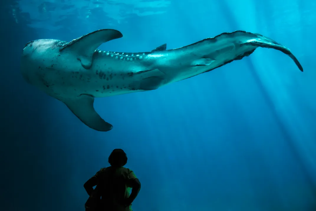 A close up of a shark with it's mouth open