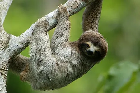 Three-toed sloths are among the animal species studied by Smithsonian scientists in Panama.