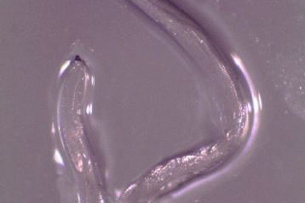 Eye Worm