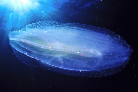 A ctenophore, or comb jelly, swims in waters near New Zealand.