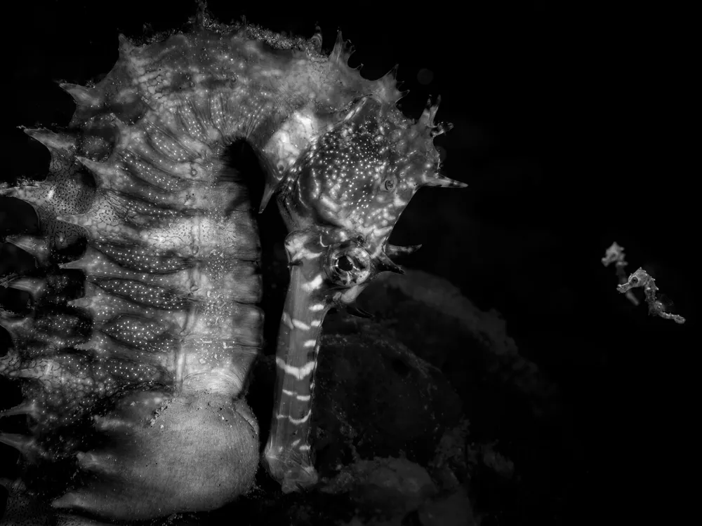 black and white image of adult sea horse with two juveniles