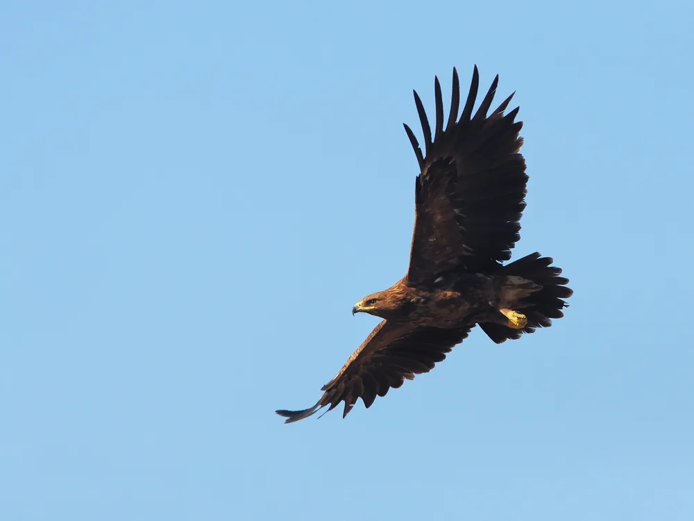 a brown eagle flying with wings outstretched against a light blue sky