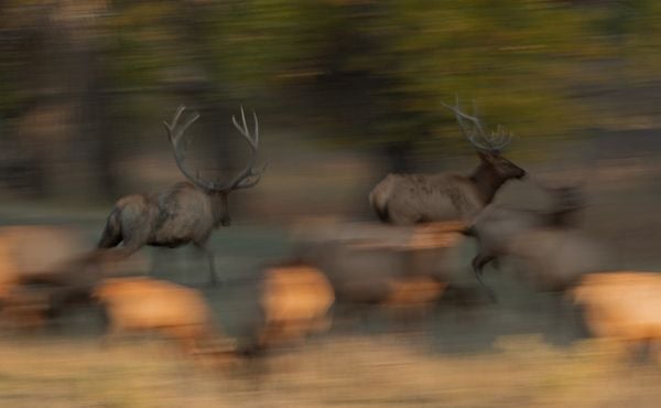 Bull Elk Chase during the Rut thumbnail