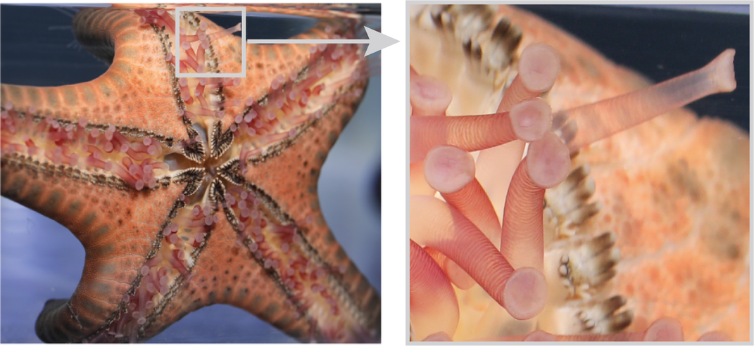 Sea Stars Can Lose an Arm and Soldier On. What If Robots Could Do the Same?