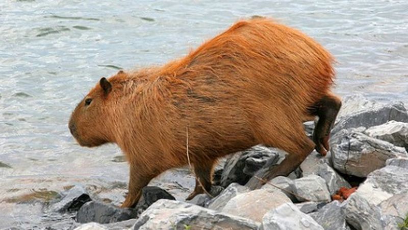What In The World Is A Capybara?, Science