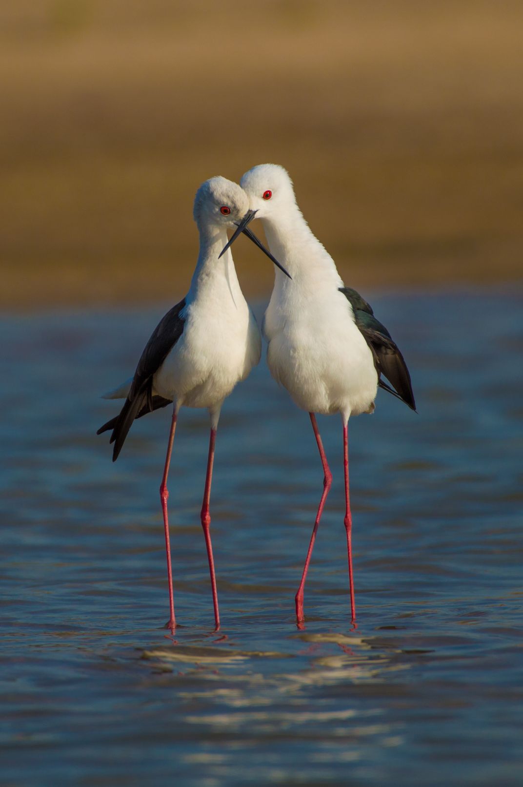 7 - With eyes as red as a Valentine’s Day heart, two black-winged stilts get close and enjoy the water.