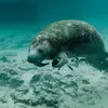 Archaeologists Piece Together the Origin Story of Florida's Manatees, Revealing They Were Once Tourists icon