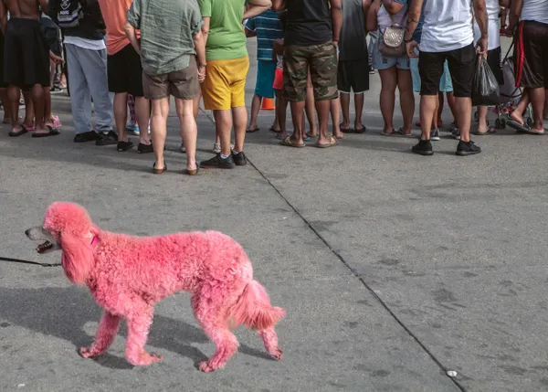 Pink Dog thumbnail