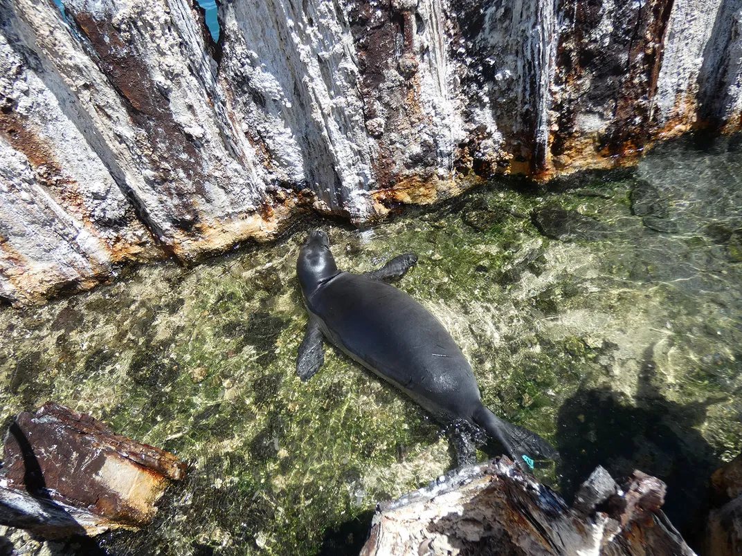 Hawaiian Monk Seal Trapped Behind Sea Wall