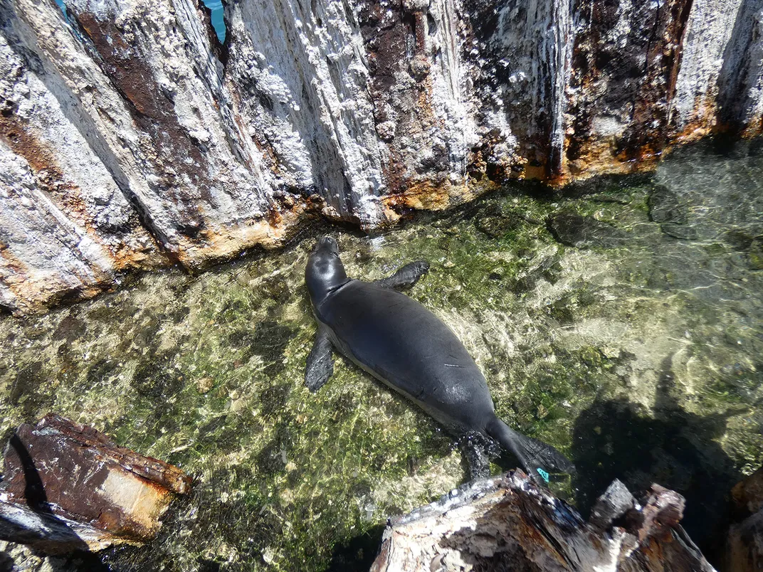 Stepped into the ocean and straight onto a fish hook stuck in the rocks, on  New Years Day, in a small town, with no Doctor on duty. This is the hook  after