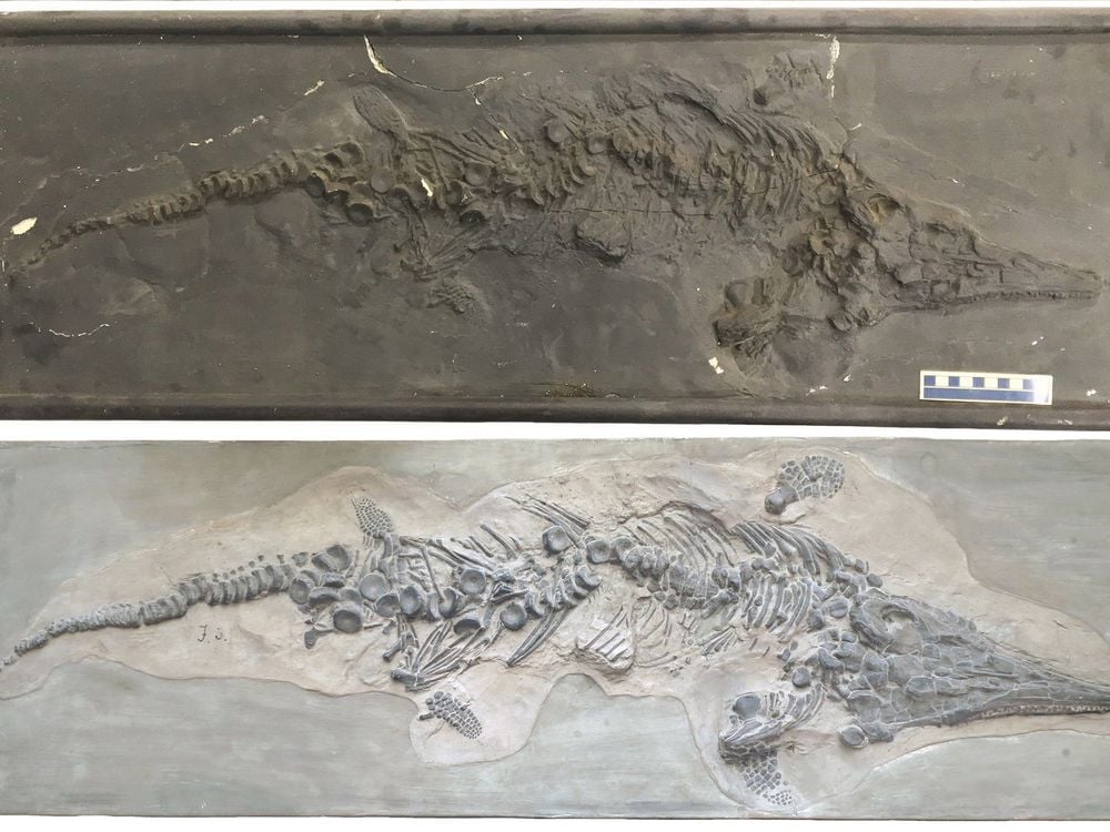 Two ichthyosaur casts