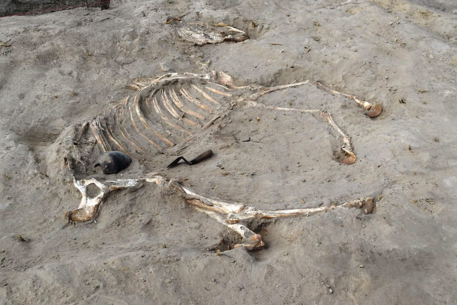 A 3,000-Year-Old Warhorse Burial and a Ramses II Tablet, Among Other Relics, Have Been Discovered in an Ancient Egyptian Fortress