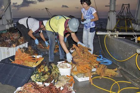 Researchers sort through finds recovered from trawling in the central section of the Amazon reef.