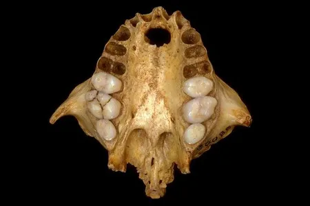 The unusual primate has baffled scientists since its discovery in 1920