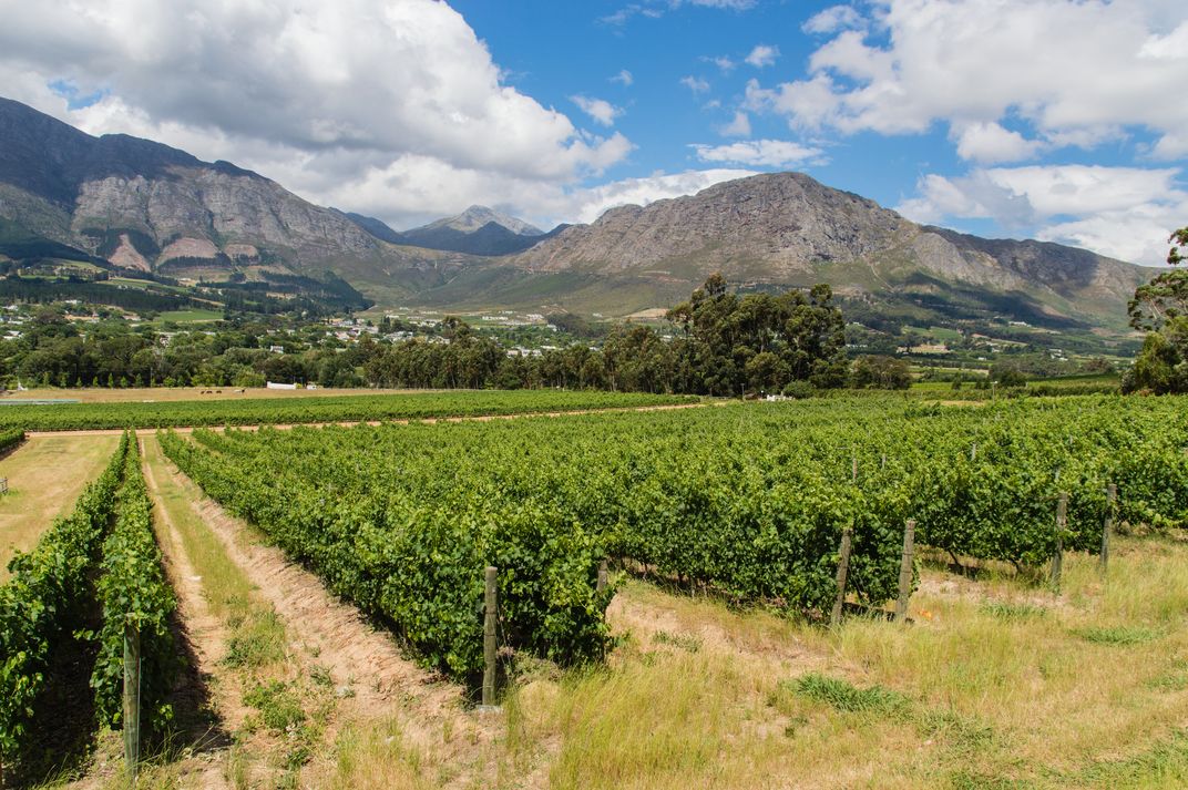 Vineyards in Stellenbosch
