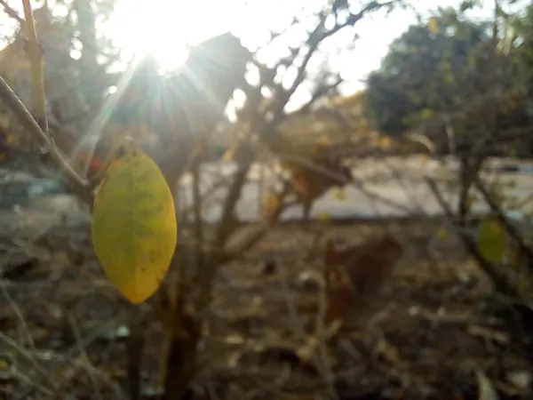 Leaf and the Sun thumbnail