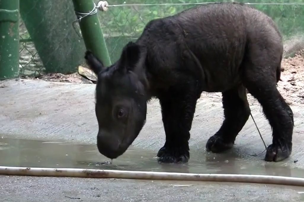 The new baby takes his first sip of water.