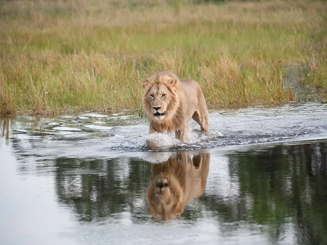 african wild lions