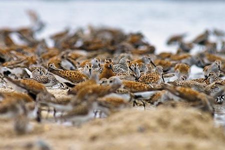 Heading to Canada from as far away as Argentina, red knot sandpipers stop to feast on the eggs of horseshoe crabs at Delaware Bay.