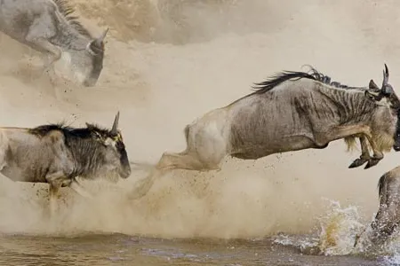 "The numbers are incredible," says photographer Suzi Eszterhas of the multitudes of migrating wildebeests that cross from Tanzania to Kenya and back each year.