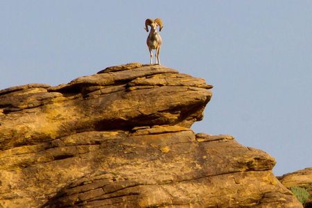 Argali are the largest wild sheep in the world, weighing up to 400 pounds. 