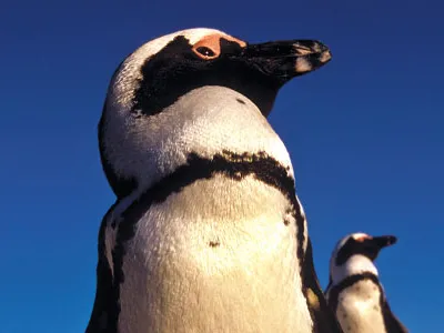 Off the coast of Cape Town, Robben Island is home to African penguins, whose future is by no means assured.