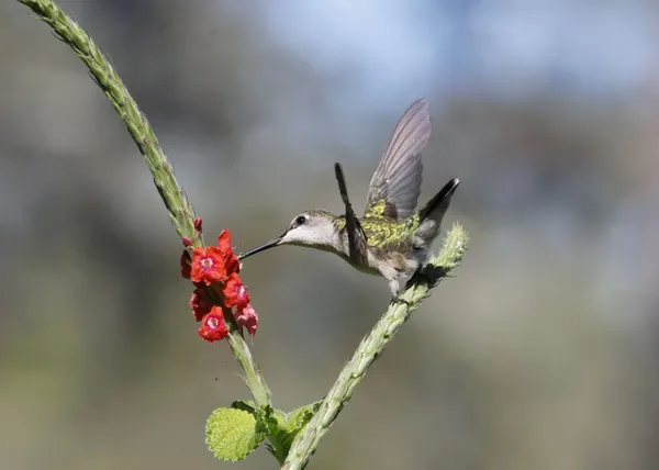 Ruby-throated Hummingbird on Coral Porterweed thumbnail