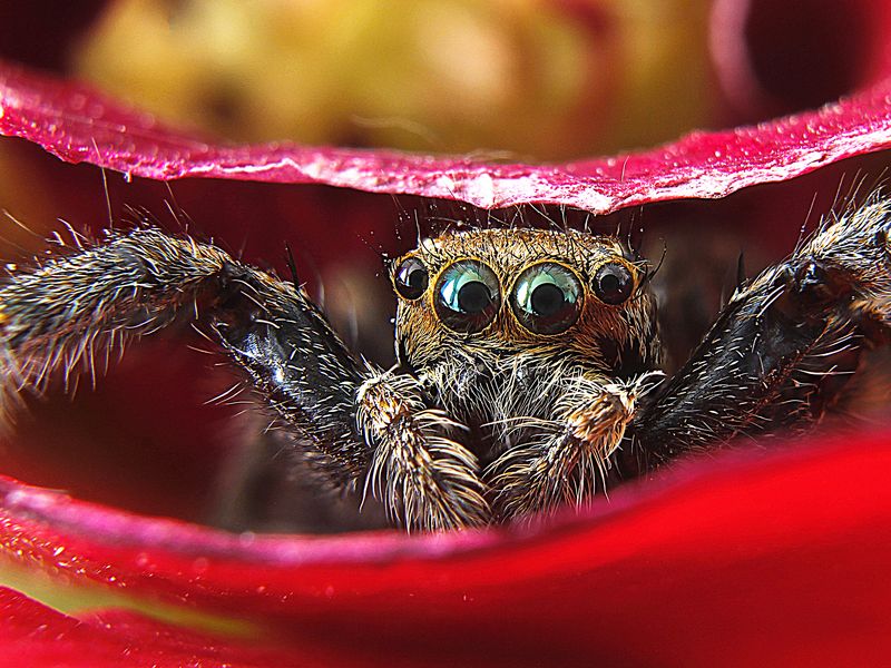 rose and spider Smithsonian Photo Contest Smithsonian Magazine