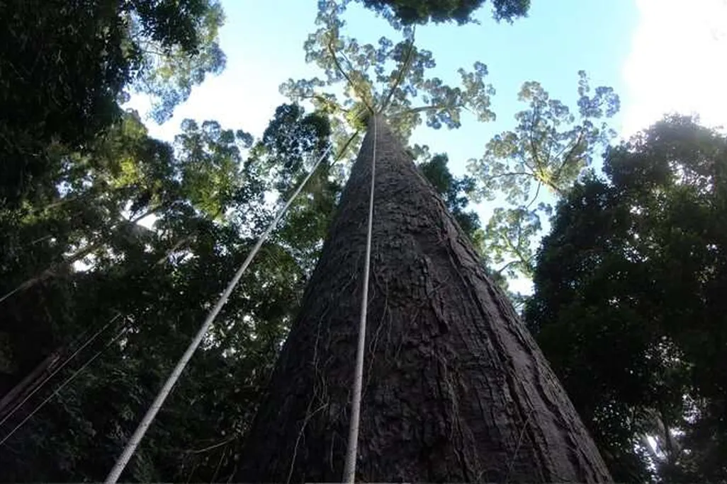 Meranti Tall Tree
