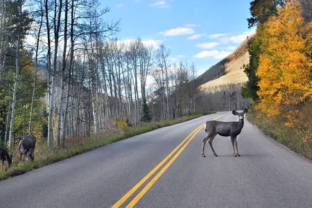 A mule deer crosses a road near Aspen, Colorado.