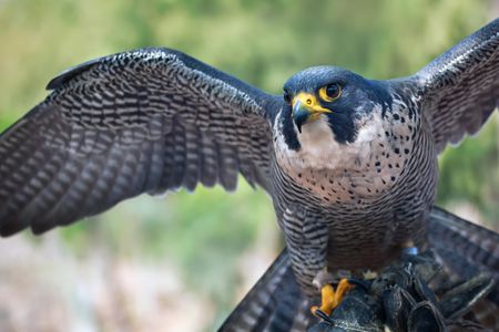Peregrine falcons are found on every continent except Antarctica
