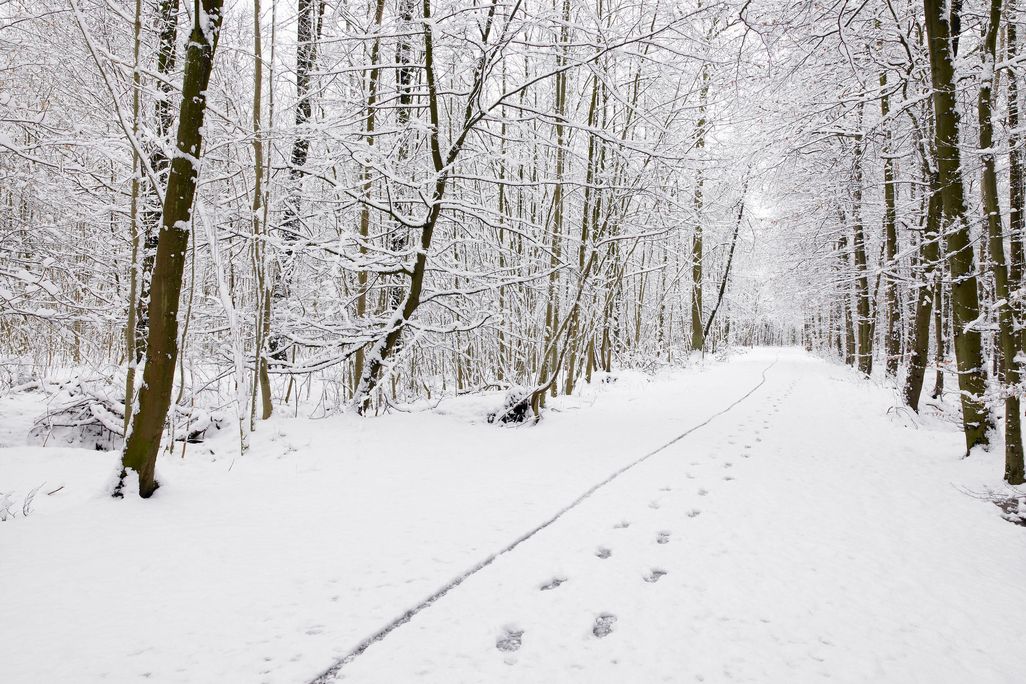 Snowy Woods