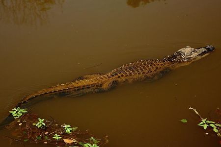 Using high-tech imaging techniques and traditional dissection, the researchers found that the gators' tails regrew cartilage, connective tissue and skin instead of bone and skeletal muscle.

