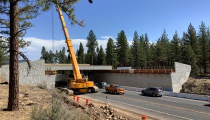 Mule Deer Are Already Using California's First Wildlife Crossing—and It's Not Even Finished Yet