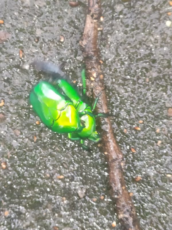 Green beetle couple thumbnail