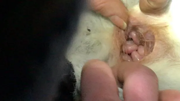 Endangered Eastern Quolls Are Born on Mainland Australia for the First Time in 50 Years