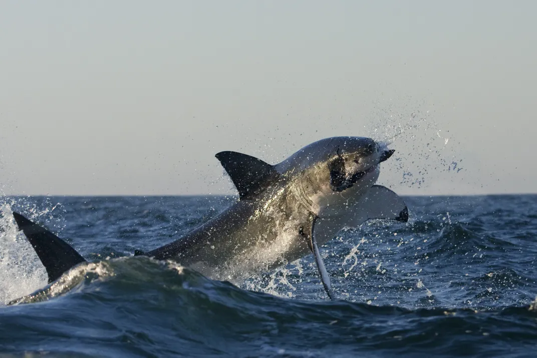 A shark jumping out the water