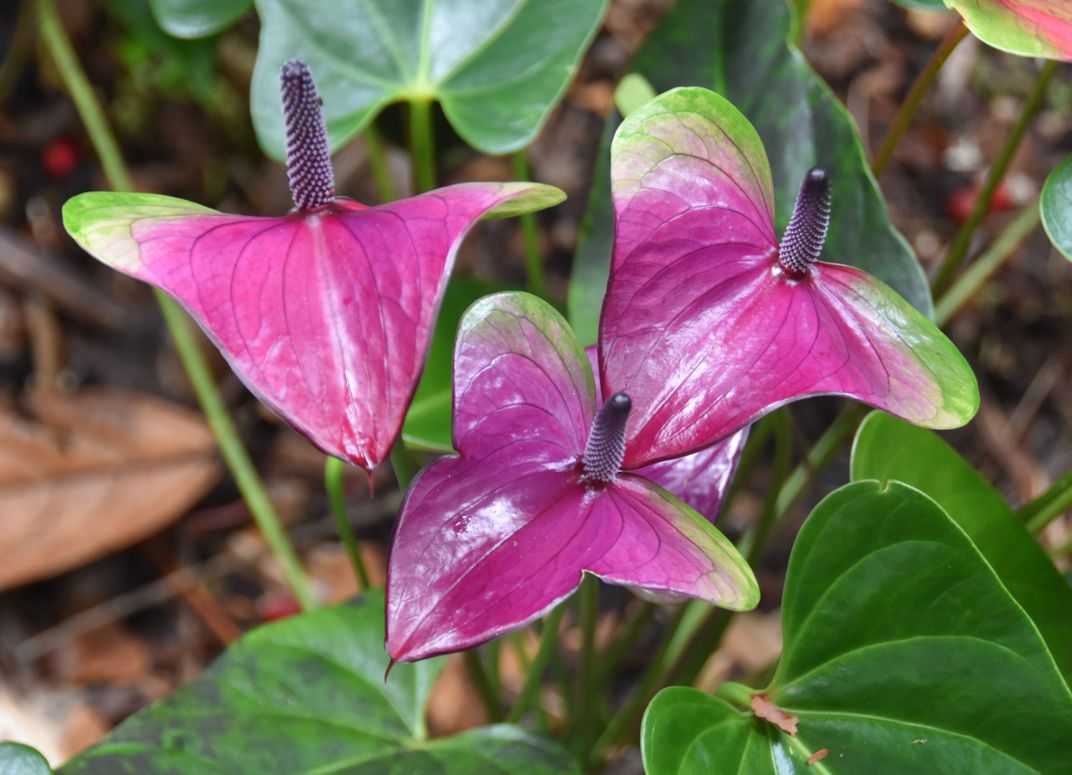 Anthuriums from Hawaii, shot with a Nikon D5600. Smithsonian Photo