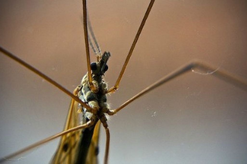 mosquito-fixed.jpg