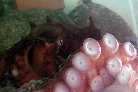 The Giant Pacific Octopus relies on its tentacles for cognition.  Might an alien do the same?