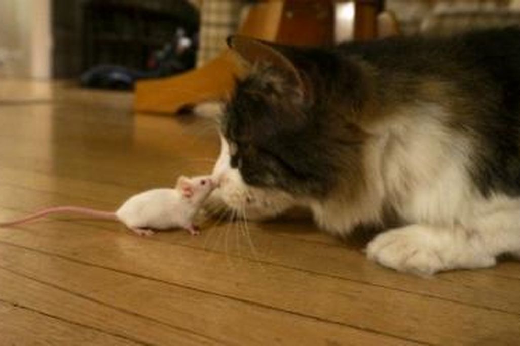 20130919112028catmouse.jpg