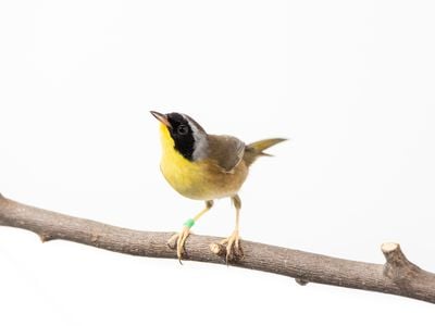 Common yellowthroats, like the one pictured here, spend their winters in coffee growing regions in Latin America.