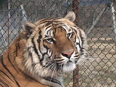 Ming at Noah's Lost Ark, Inc., a non-profit exotic animal sanctuary in Ohio.

